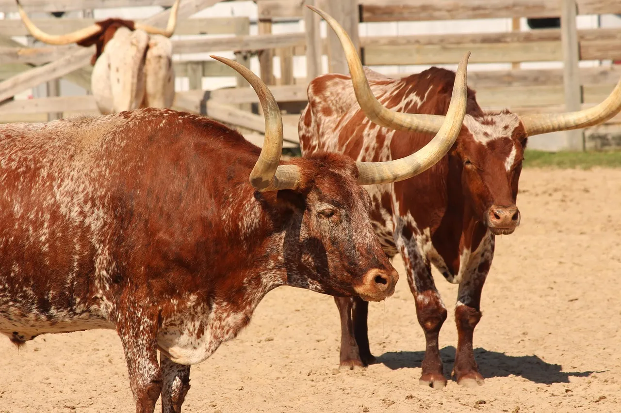Texas Panhandle cattle and agriculture